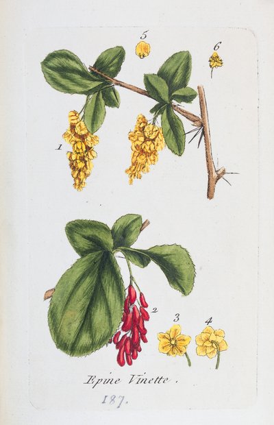 Berberitze von Unknown artist