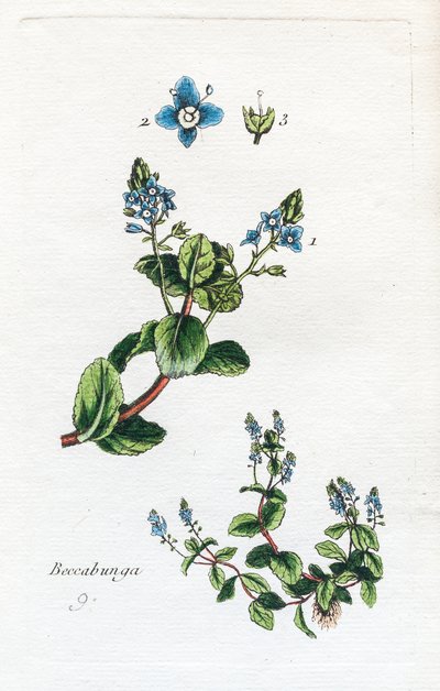 Bachbunge von Unknown artist