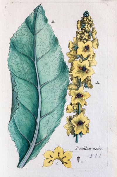 Schwarzer Königskerze von Unknown artist