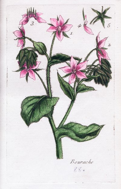 Borretsch von Unknown artist