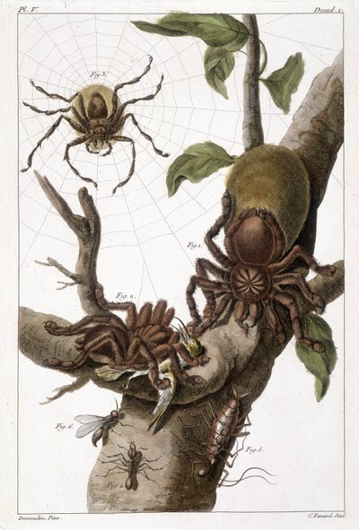 Botanische Tafel: 1) Surinam-Spinne auf Guajave und Raupenkokon 2) dieselbe Spinne, die einen Kolibri frisst, daher der Name Aranea avicularia Linn 3) Spinnenjäger von Linneus, Suriname 4) Surinam-Ameise 5) Nymphe dieser Ameise 6) Geflügelte Ameise - in „D von Unknown artist