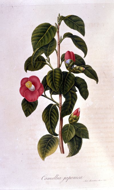 Botanische Tafel: Kamelie aus Japan. 19. Jahrhundert (Gravur) von Unknown artist
