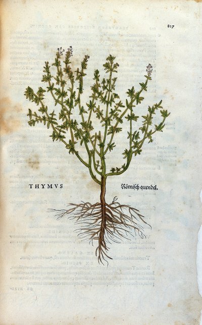 Botanische Tafel: Thymian (Thymus). Herbarium von Leonhard Fuchs, „Historia Stirpium“, Basel von Unknown artist
