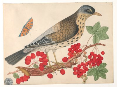Brauner Vogel auf Ast mit Persimonen und einem Schmetterling von Unknown artist