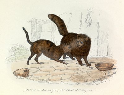 Katzen: Hauskatze und Angorakatze; Cuvier- und Linné-Klassifikation (Gravur) von Unknown artist