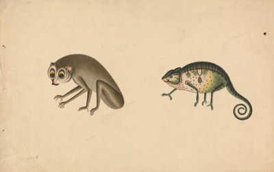 Chamäleon und ein Säugetier von Unknown artist