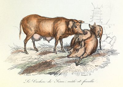 "Gesammelte Werke von Buffon" mit Linné