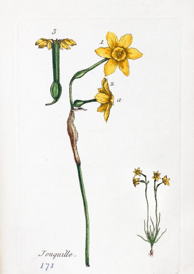 Narzisse von Unknown artist