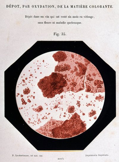 Ablagerung durch Oxidation des Farbstoffs: Ablagerung in einem Gefäß, das sechs Monate lang ohne Blumen oder Krankheiten geleert wurde. 400/1 mikroskopische Ansicht. Studie über Wein 1866 von Pasteur. von Unknown artist