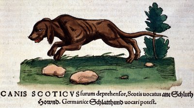 Hund aus der Historia Animalium von Conrad Gesner, Tiguri 1560. Biblioteca nazionale Braidense, Mailand von Unknown artist