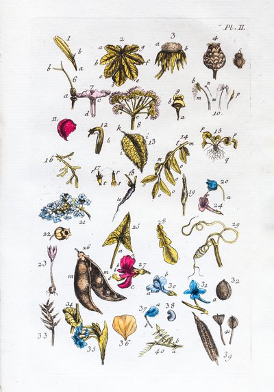 Elementartabelle der Figuren und ihrer Namen in Flora Parisiensis von Unknown artist