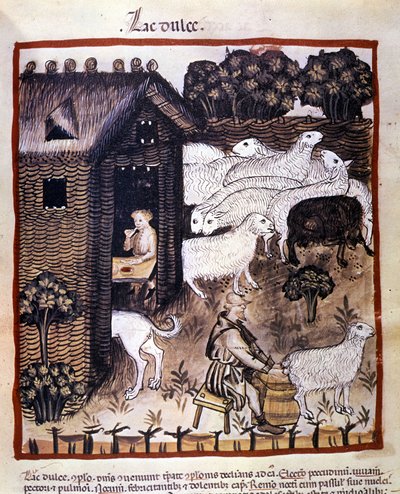 Bauernarbeit: Schafe melken zur Milch- und Käseproduktion. Illumination aus dem „Tacuinum sanitatis“ von Unknown artist