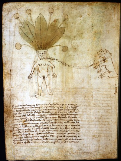 Weibliche Alraune, extrahiert aus einem Kräuterbuch des 14. Jahrhunderts von Unknown artist