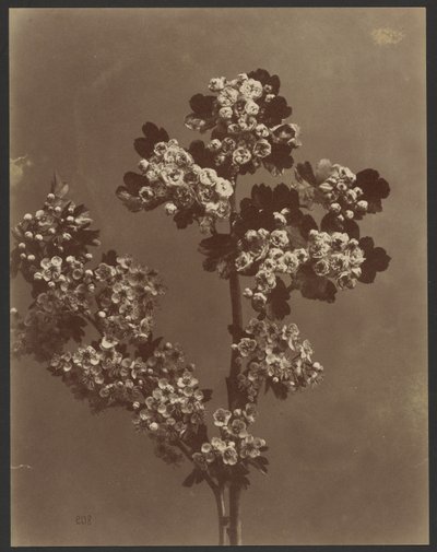 [Blumenstudie mit mehreren Blumensträußen] von Unknown artist