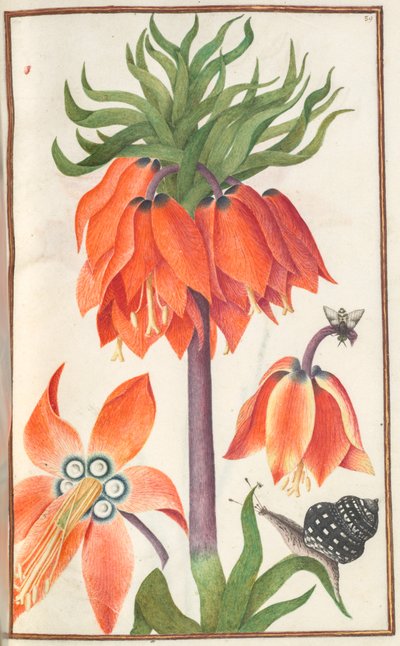 Florilegium: Orange Kaiserkrone (Seite 19 recto) von Unknown artist