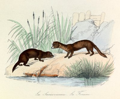 Fouine und Saricovienne klassifiziert von Linné und Cuvier in "Completes de Buffon" (Gravur) von Unknown artist