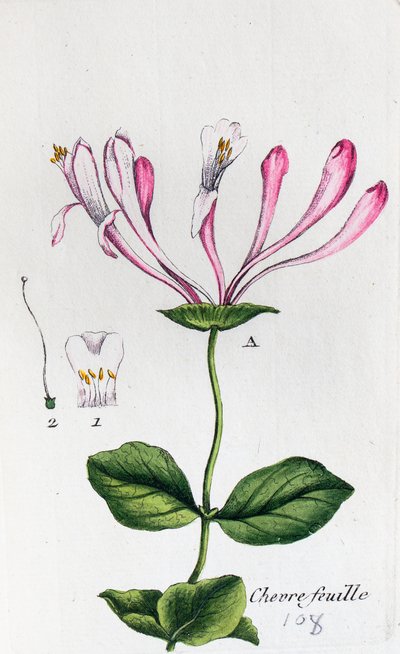 Geißblatt von Unknown artist