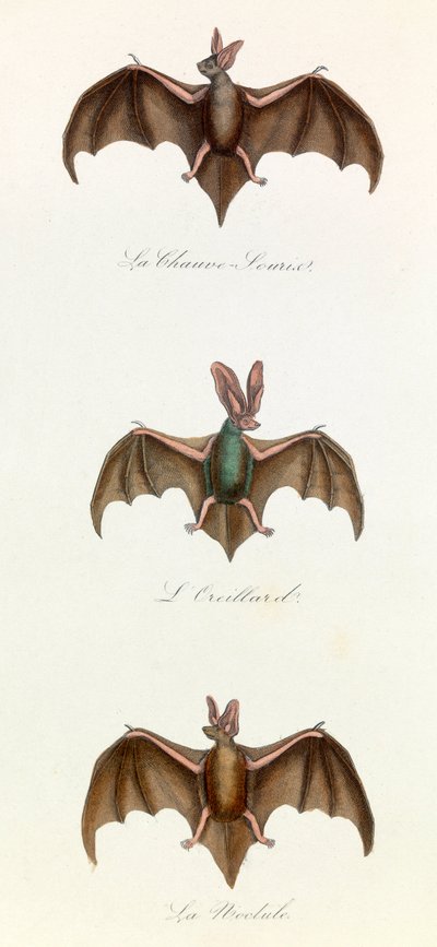 Illustration aus dem Buch "Gesammelte Werke von Buffon": Die Vierfüßler: Fledermaus (Gravur) von Unknown artist