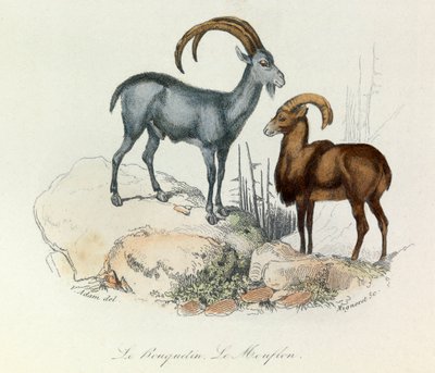 Illustration aus dem Buch "Gesammelte Werke von Buffon": Die Vierfüßler: Der Steinbock und das Mufflon (Gravur) von Unknown artist