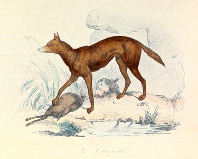 Illustration aus dem Buch "Gesammelte Werke von Buffon": Die Vierfüßler: Der Schakal von Unknown artist