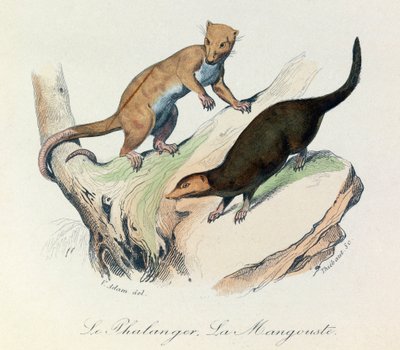 Illustration aus dem Buch "Gesammelte Werke von Buffon": Die Vierfüßler: Der Phalanger und der Mungo (Gravur) von Unknown artist