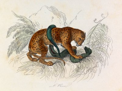 Illustration aus dem Buch "Gesammelte Werke von Buffon": Die Vierfüßler: Der Ozelot (Gravur) von Unknown artist