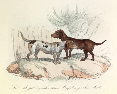 Illustration aus dem Buch "Gesammelte Werke von Buffon": Die Tiere: Der Basset mit krummen Beinen und der Basset mit geraden Beinen von Unknown artist