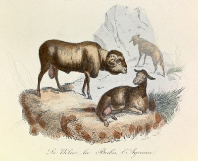 Illustration aus dem Buch "Gesammelte Werke von Buffon": Die Tiere: Der Widder, das Schaf und das Lamm (Gravur) von Unknown artist