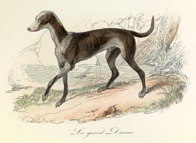 Illustration aus dem Buch "Gesammelte Werke von Buffon": Die Tiere: Der Große Däne von Unknown artist