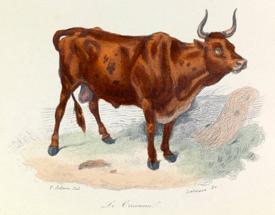 Illustration aus dem Buch "Gesammelte Werke von Buffon": Die Tiere: Der Stier (Gravur) von Unknown artist