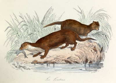 Illustration aus dem Buch "Gesammelte Werke von Buffon": Die Tiere: Die Otter von Unknown artist