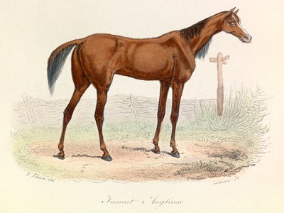 Illustration aus dem Buch "Gesammelte Werke von Buffon": Die Tiere: Englisches Pferd von Unknown artist