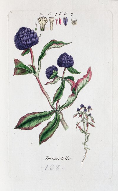 Immortelle (Amaranth, Gomphrena globosa) von Unknown artist