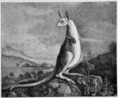 Känguru aus der Zeichnung von Captain Cook, der es in Australien entdeckte - aus einem Kupferstich von 1774 von Unknown artist