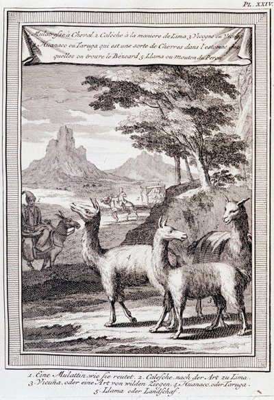 Lamas von Peru - in „Historische Reise durch Südamerika im Auftrag des Königs von Spanien“ von Don George Juan und Don Antoine de Ulloa, T.1, bei C.A. Jombert, Librairie du Roi, Paris von Unknown artist