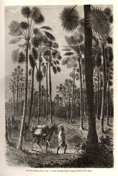 Die Karawane von Leutnant Mage schreitet in Richtung Niger voran und durchquert einen Wald von riesigen Palmen in der Provinz Damfa, Mali. Gravur zur Illustration der Reise nach Westsudan von Leutnant (Marine) M.Mage, 1863-1866, veröffentlicht in „Le tour  von Unknown artist