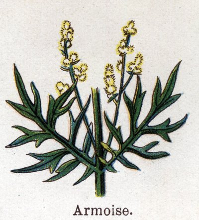 Medizinische und essbare botanische Pflanzen: Beifuß. Gravur in „La medication naturelle“ von Friedrich Eduard Bilz (1842-1922) von Unknown artist