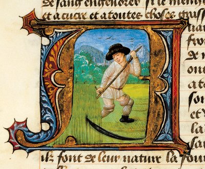 Medizin: Ein Bauer mäht das Weizenfeld. Miniatur aus dem Traktat über die Medizin von Aldebrande de Florence (Aldebrando) von Unknown artist