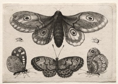 Muscarum Scarabeorum, vermiumque Variae Figure & Formae: Eine Motte, drei Schmetterlinge und zwei Käfer von Unknown artist
