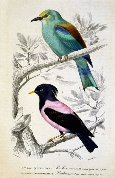 Naturgeschichtliche Tafel: Vögel: Rollier commun et martin rose - in „Werke von Buffon, T.5, ed. Fume Jouvet & Cie von Unknown artist