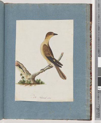 Seite 109. Unidentifizierter Vogel von Unknown artist