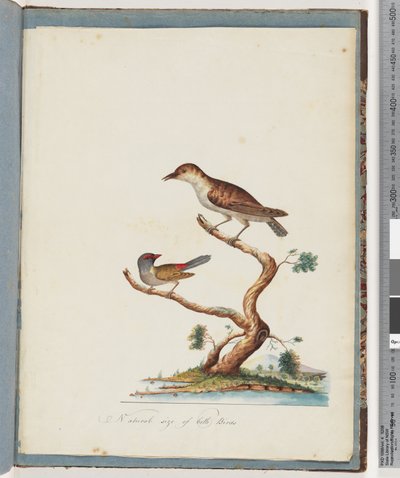 Seite 140. 1. Unbekannter Vogel. 2. Rotbrauenfink von Unknown artist