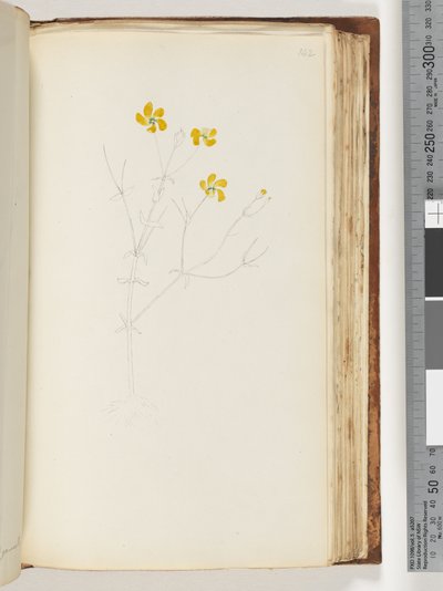 Seite 142. Keine Inschrift, unvollendete Zeichnung, unbekannte Pflanze von Unknown artist