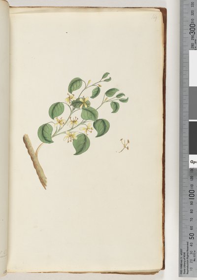 Seite 14. Unidentifizierte Pflanze von Unknown artist
