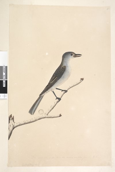 Seite 16. Ceblephyris entlang des unteren Randes in anderer Hand Die gleiche Größe wie der Vogel, von dem die Zeichnung stammt. April Grauer Flötenvogel Colluricincla harmonica, 1791-92 von Unknown artist