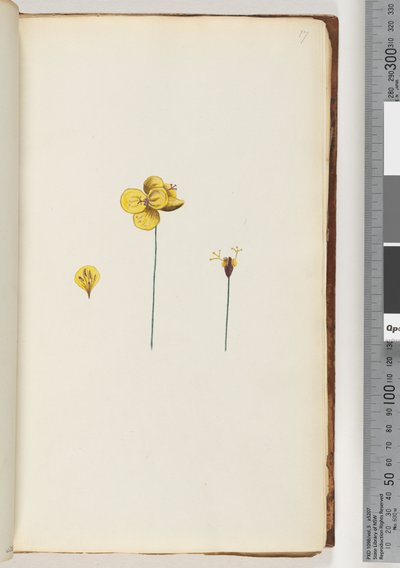 Seite 17. Unbekannte Pflanze von Unknown artist