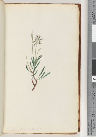 Seite 18. Conospermum longifolium, Langblättrige Coneseeds von Unknown artist