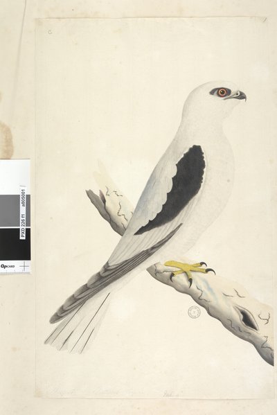 Seite 1. Falco, gesichtet im August unten links in anderer Hand August natürliche Größe. Schwarzschulterweih Elanus axillaris Elanus notatus, 1791-92 von Unknown artist
