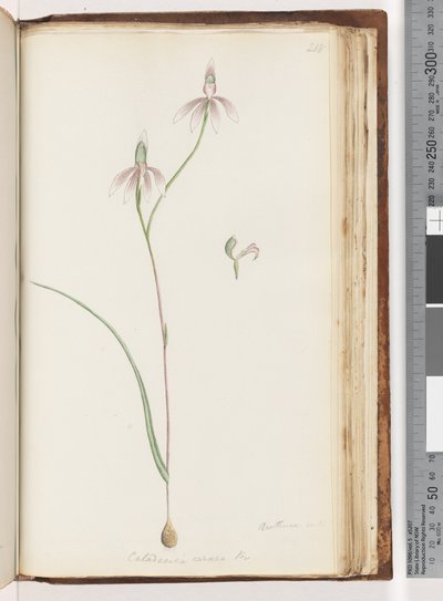 Seite 208. Arethusa certe? Caladenia carnea Br / Rosa Finger-Orchidee von Unknown artist