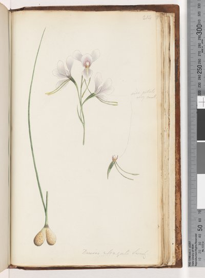 Seite 214. Diuris elongata Saracty? Lila Esel-Orchidee von Unknown